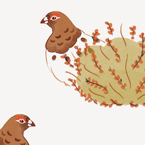 Moorschneehuhn Muster